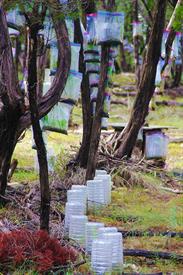 Texas Agricultural
